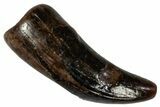 Serrated, Baby Dinosaur T rex Tooth - Montana #306531-1